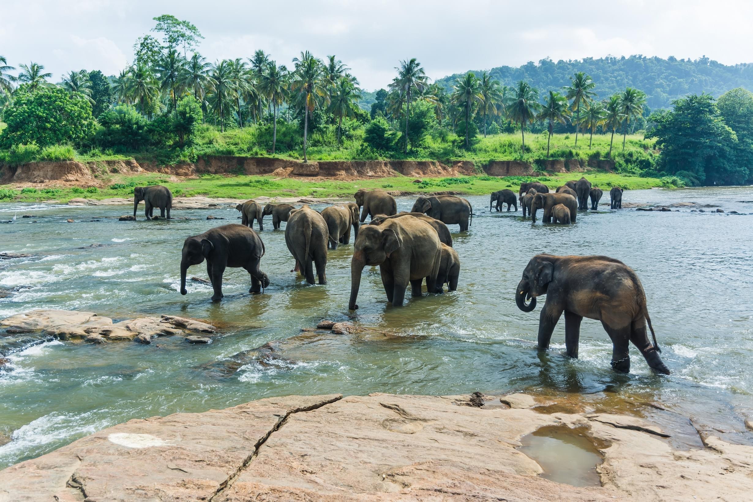 Sri Lanka Packages from Cochin | Get Upto 50% Off