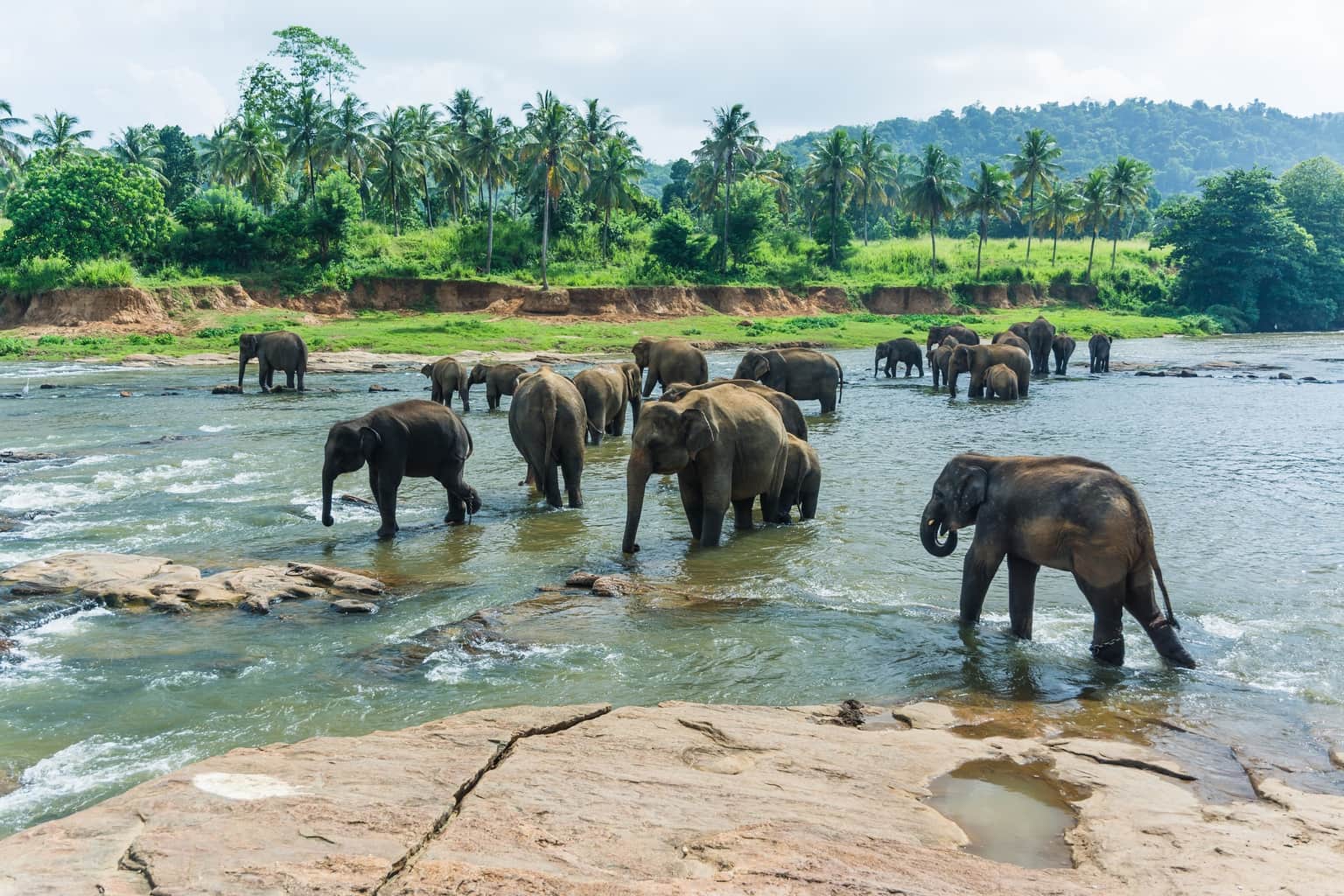 Elephants quenching their thirst amidst vibrant greenery in a Sri Lanka trip package