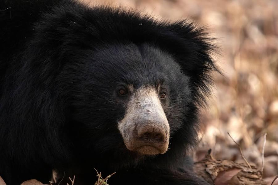 Kumbhalgarh Wildlife Sanctuary Jeep Safari Image