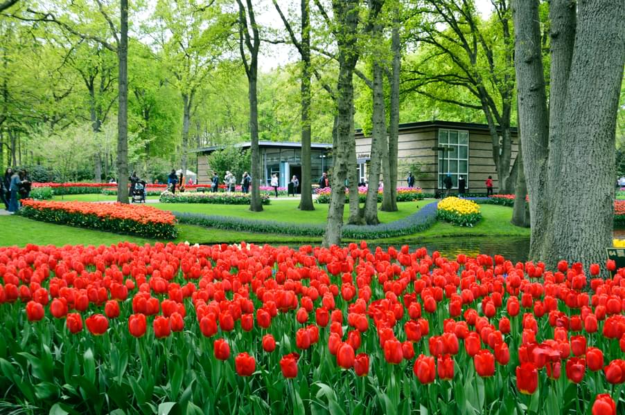 Plan Your Visit to Keukenhof Gardens