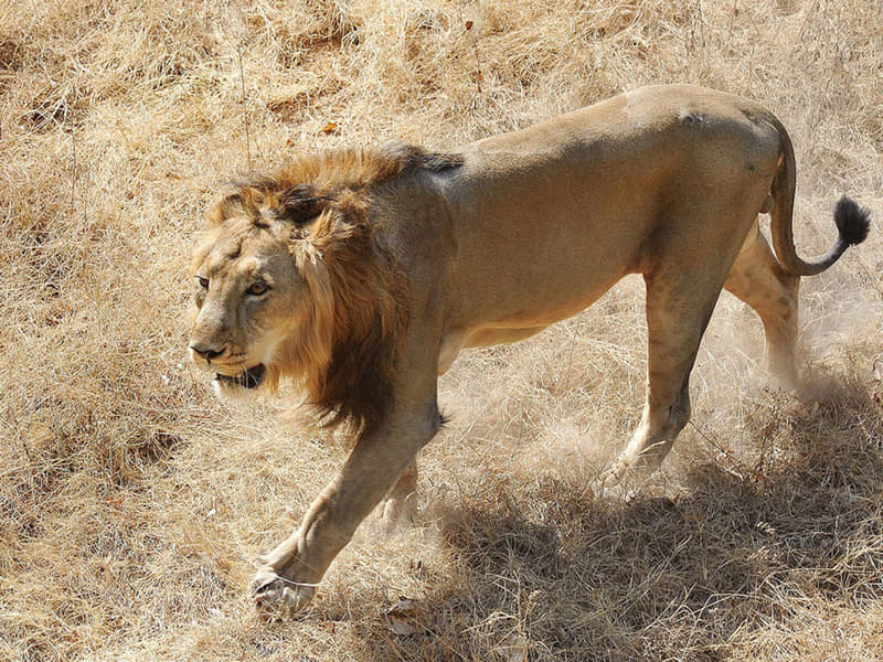 Vandalur Zoo Ticket Image