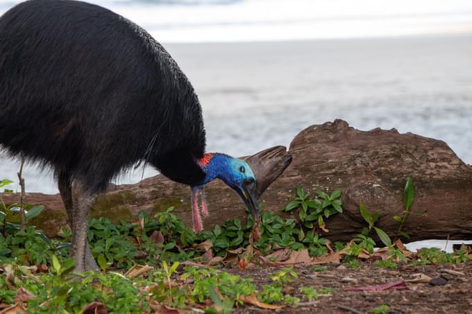 Daintree National Park