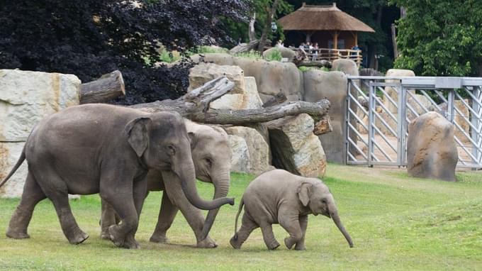 Elephants in Prague Zoo