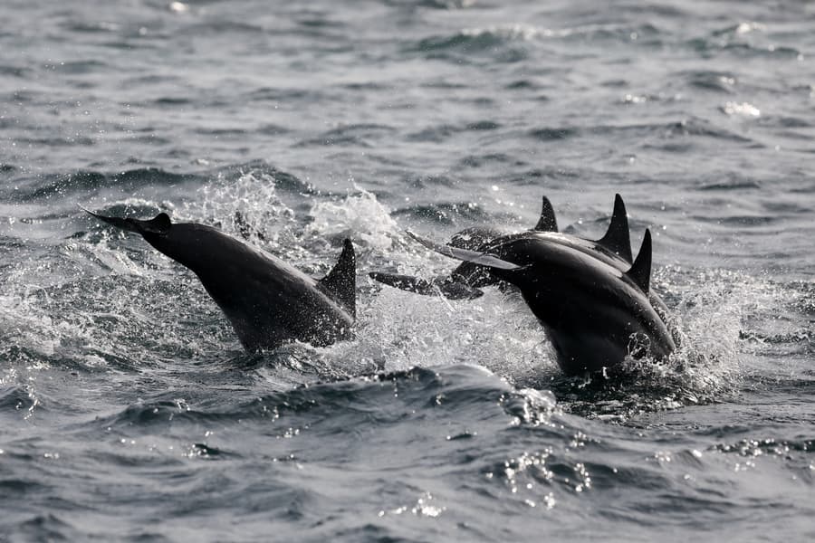 Dolphin and Whale Watching in Trincomalee Image