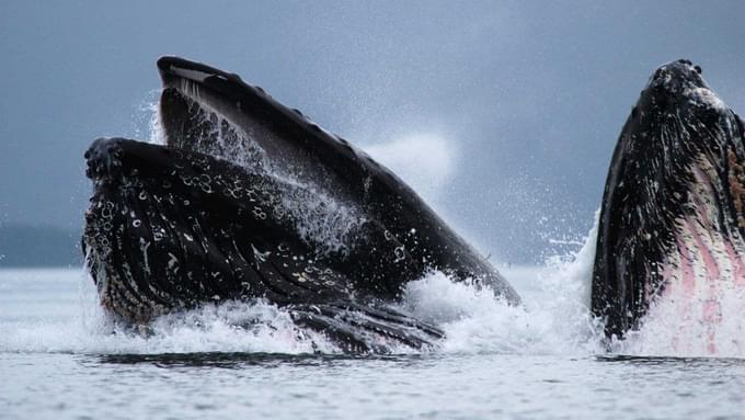 Juneau Whale Watching