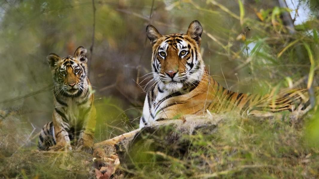 Kanha To Pench Tour From Nagpur Image