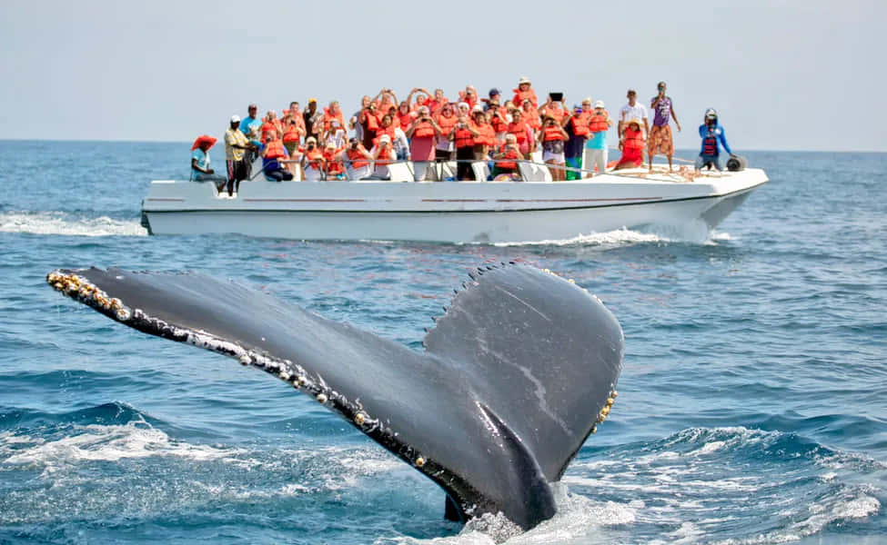 Whale Watching in Mirissa