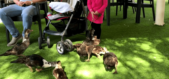 Duck Feeding at Emirates Park Zoo