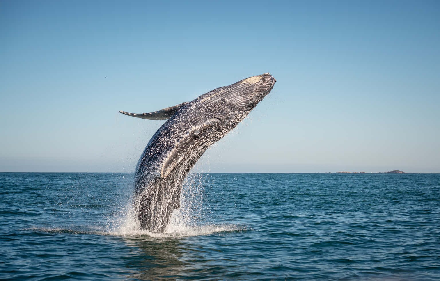 Whale Watching Tour From Galle at Unawatuna Jungle Beach