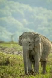 Enjoy Elephant Safari