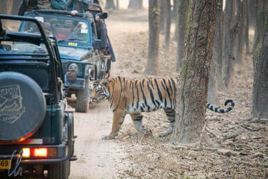 Go on a Jeep Safari