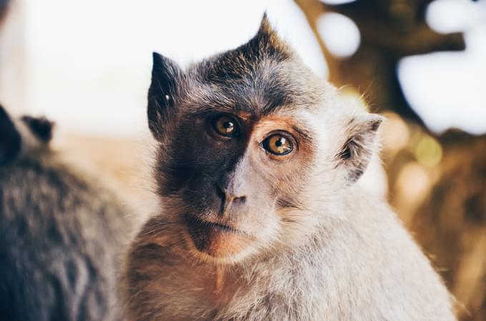 Monkey in Bali Zoo