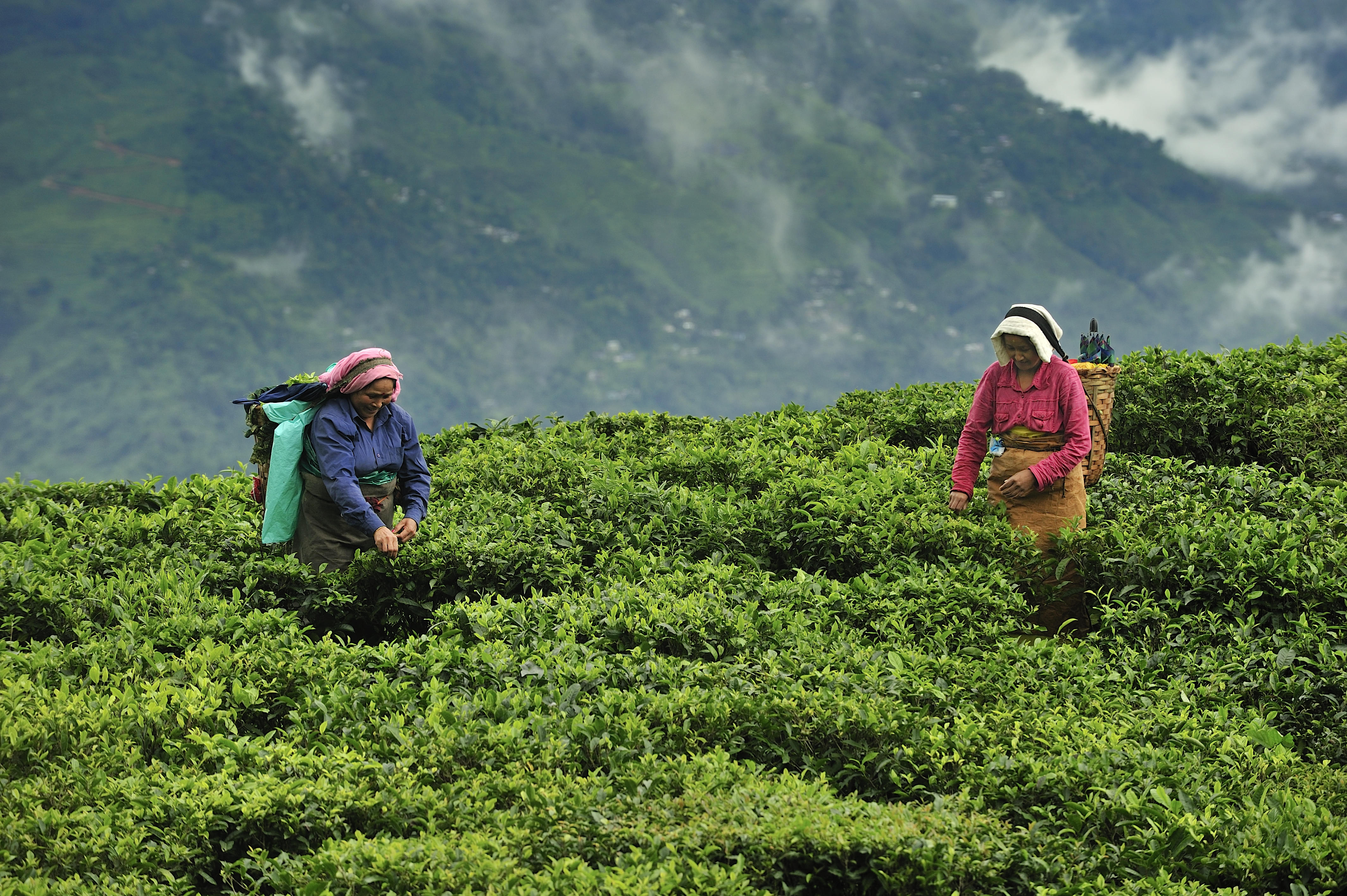 Marvel at the lush tea estates that blanket the rolling hills of Darjeeling
