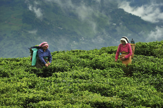 Marvel at the lush tea estates that blanket the rolling hills of Darjeeling