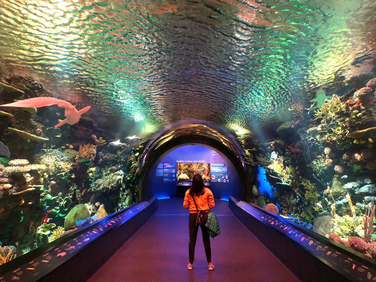 Visit New York Aquarium and be mesmerised by the rich and diverse marine life found in the ocean.