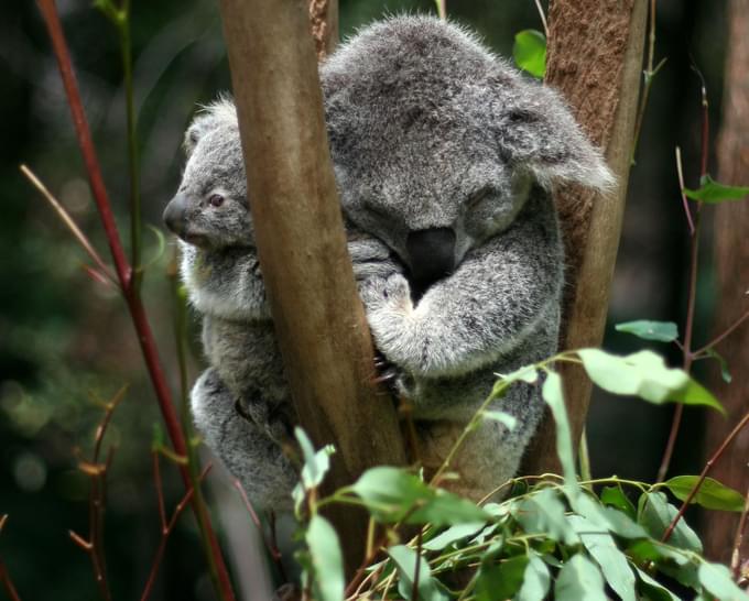 Currumbin Wildlife Sanctuary Tickets