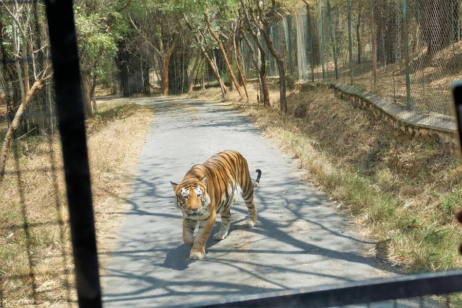 Bannerghatta National Park Safari Image