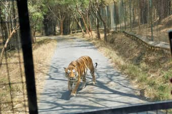 Go for a 3-hour guided Bannerghatta National Park Safari in Bengaluru