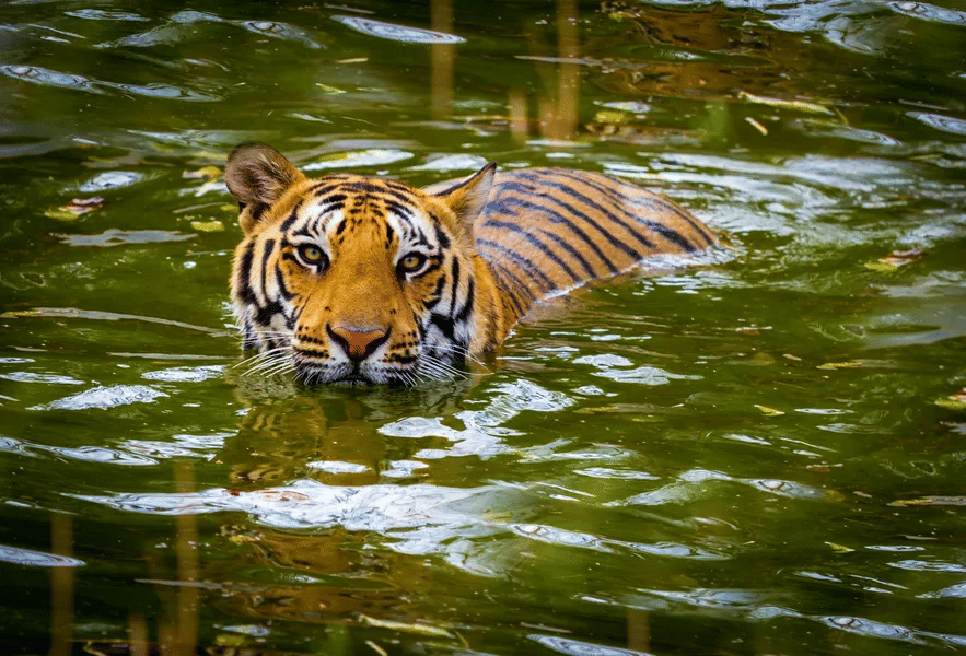 Nainital Kausani Tour Package With Corbett Image