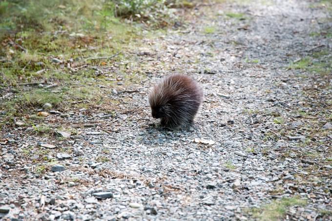 porcupine