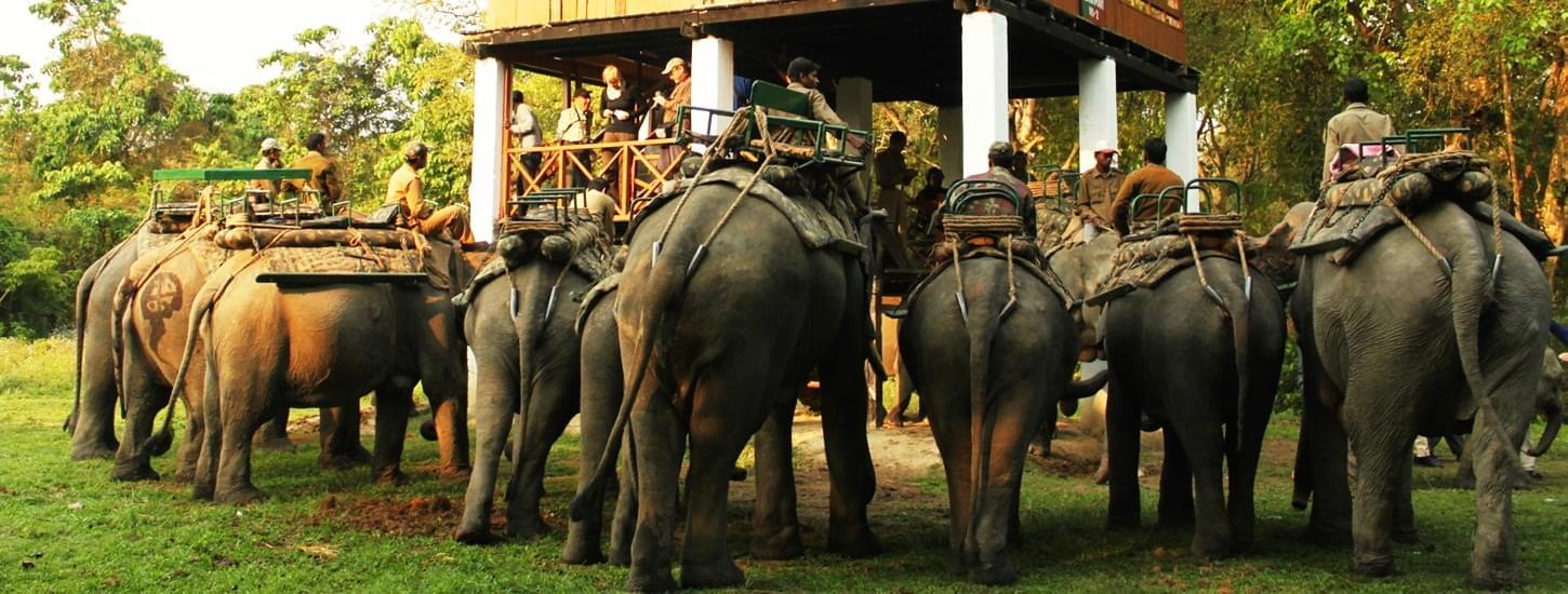 Elephant Safari in Kochi