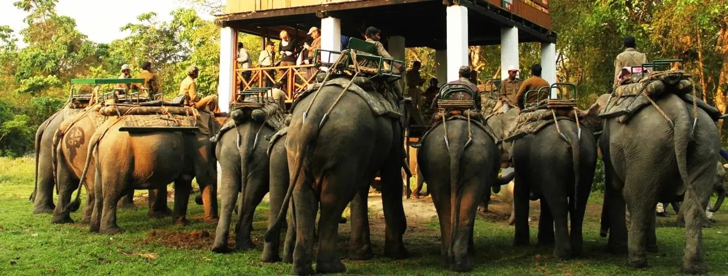 Best Elephant Safari Tours