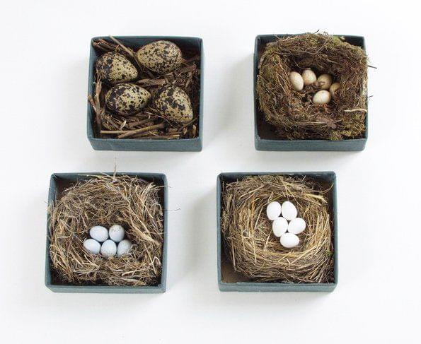 bird egg and nest collection.jpg