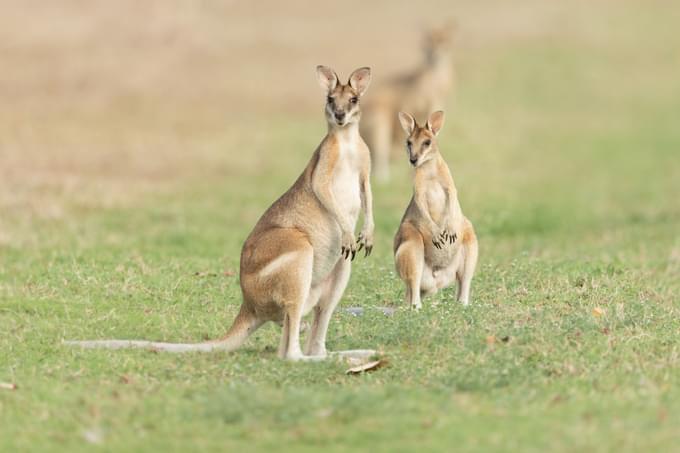 Agile Wallabies