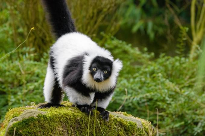 Lemur Forest