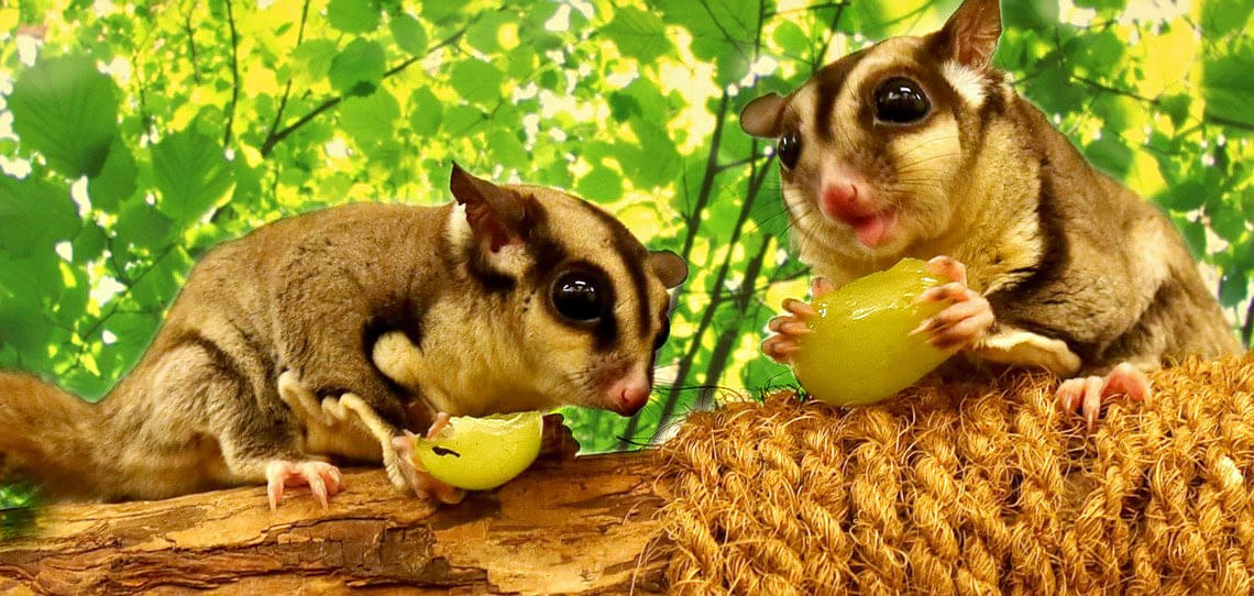The cute Sugar Gliders here are truly unmissable