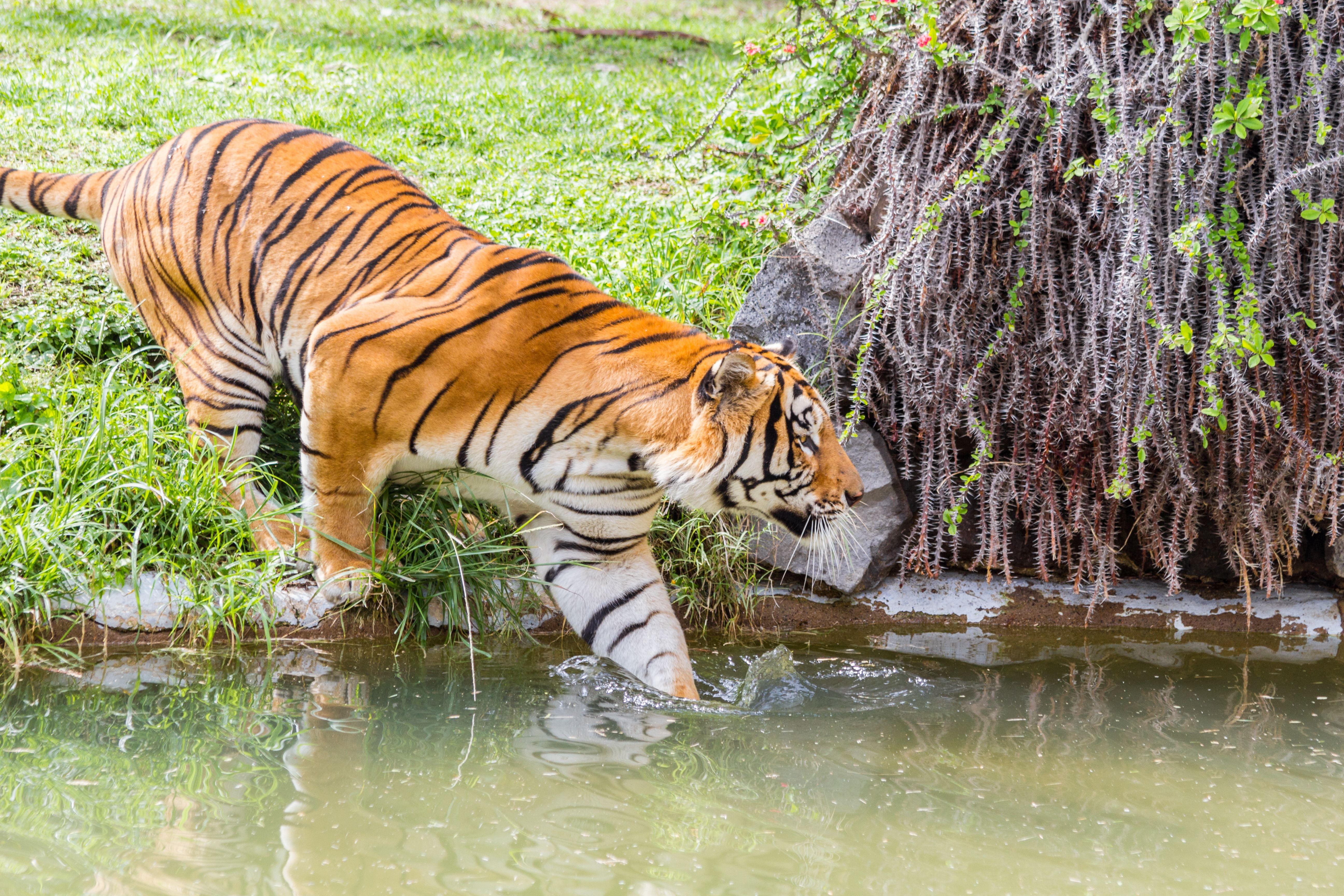 Tiger in  Zoologico Guadalajara