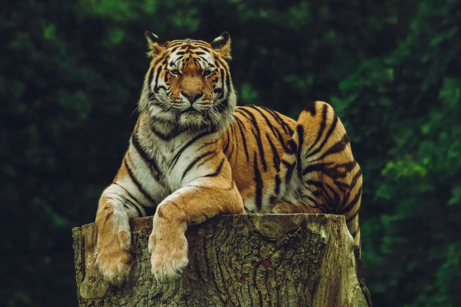 Kanha and Bandhavgarh National Park Tour from Jabalpur