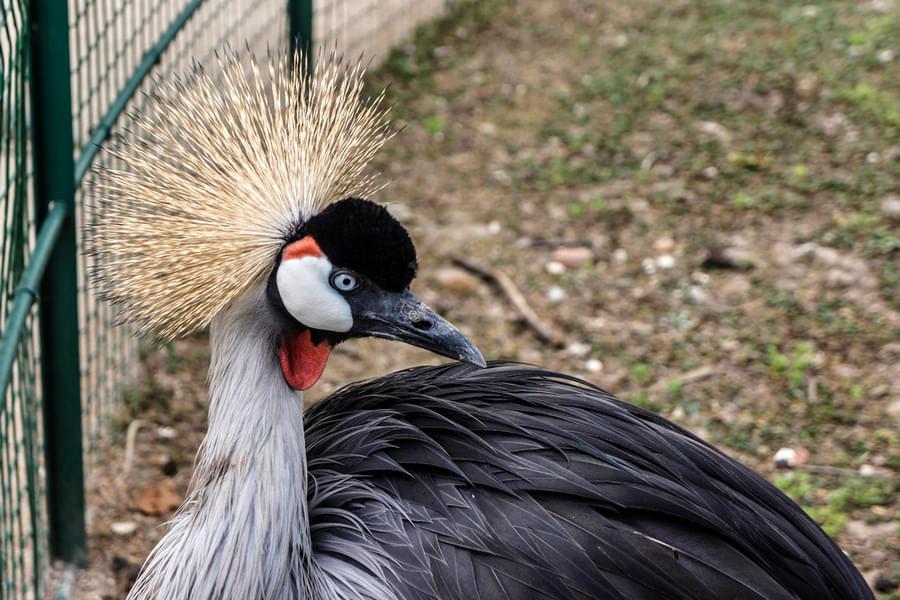 Meet a variety of exotic birds while exploring at the aviary 