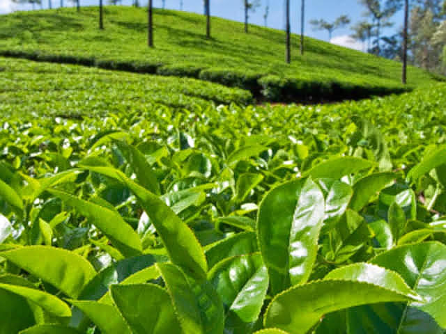 Tea Plantation Walking Tour In Munnar Image