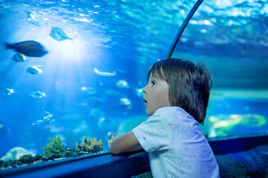 Get mesmerized by the vibrant sea animals at the aquarium