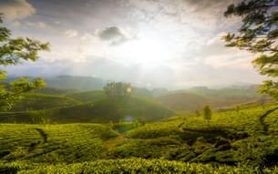 Stunning lush green Munnar Hills