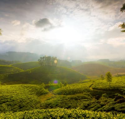 Stunning lush green Munnar Hills