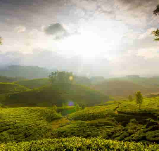 Stunning lush green Munnar Hills