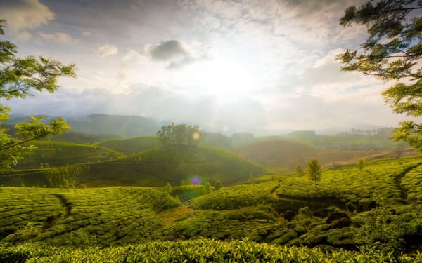 Stunning lush green Munnar Hills