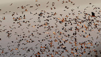 Pobitora Wildlife Sanctuary 