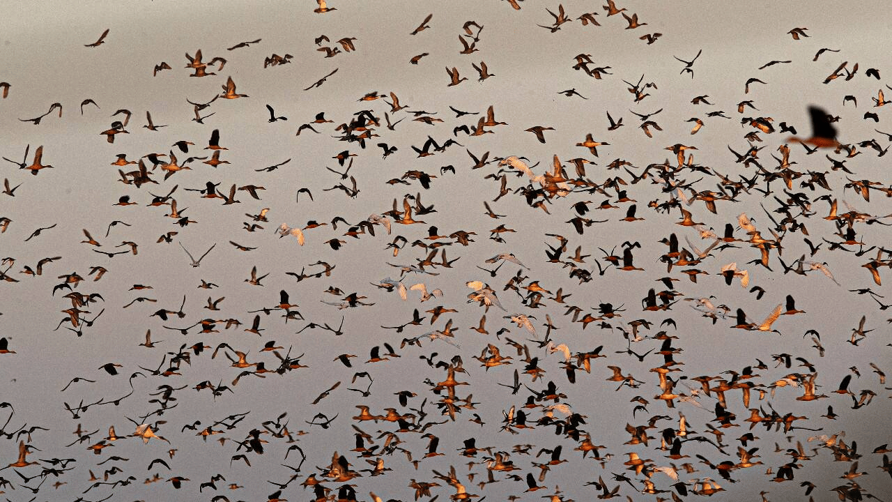 Guwahati Tour Package with Pobitora Wildlife Sanctuary