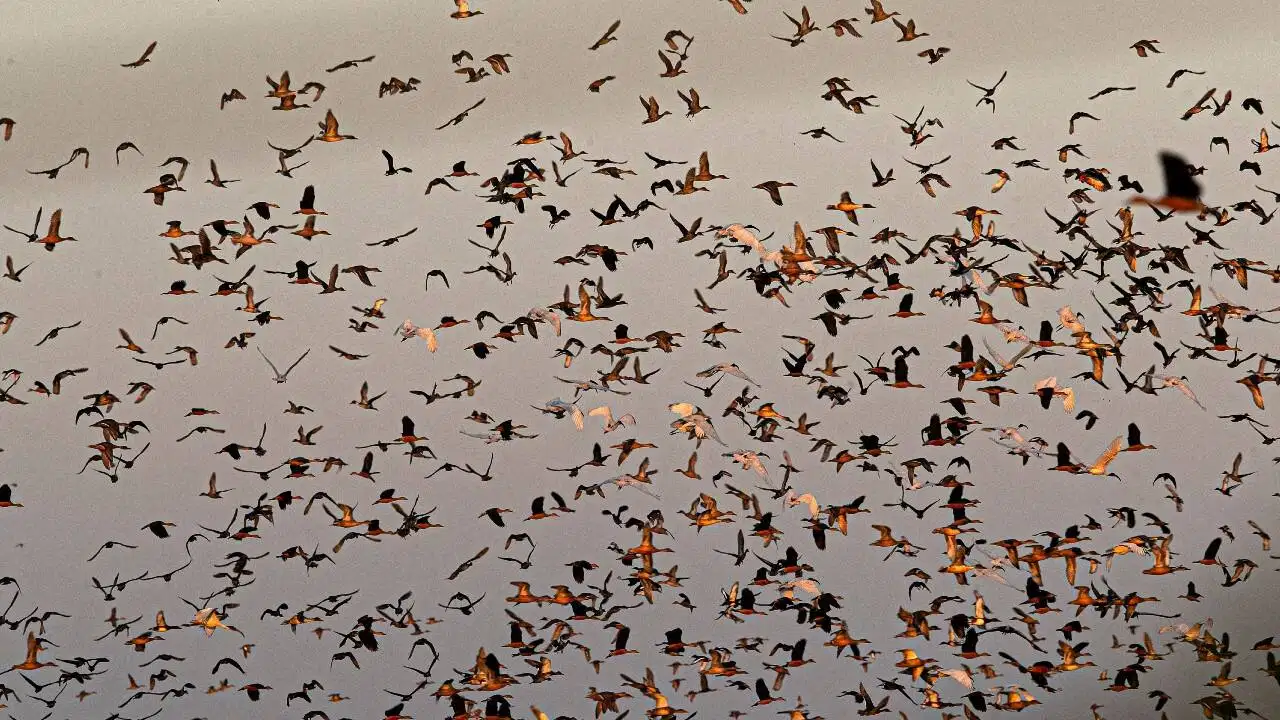 Guwahati Tour Package with Pobitora Wildlife Sanctuary