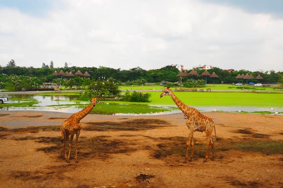 Giraffe in Safari World Bangkok