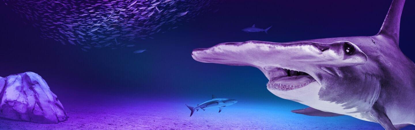 SHARKS! Predators of the Deep®