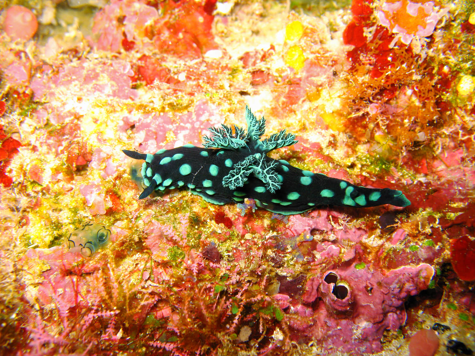 Bunaken National Marine Park