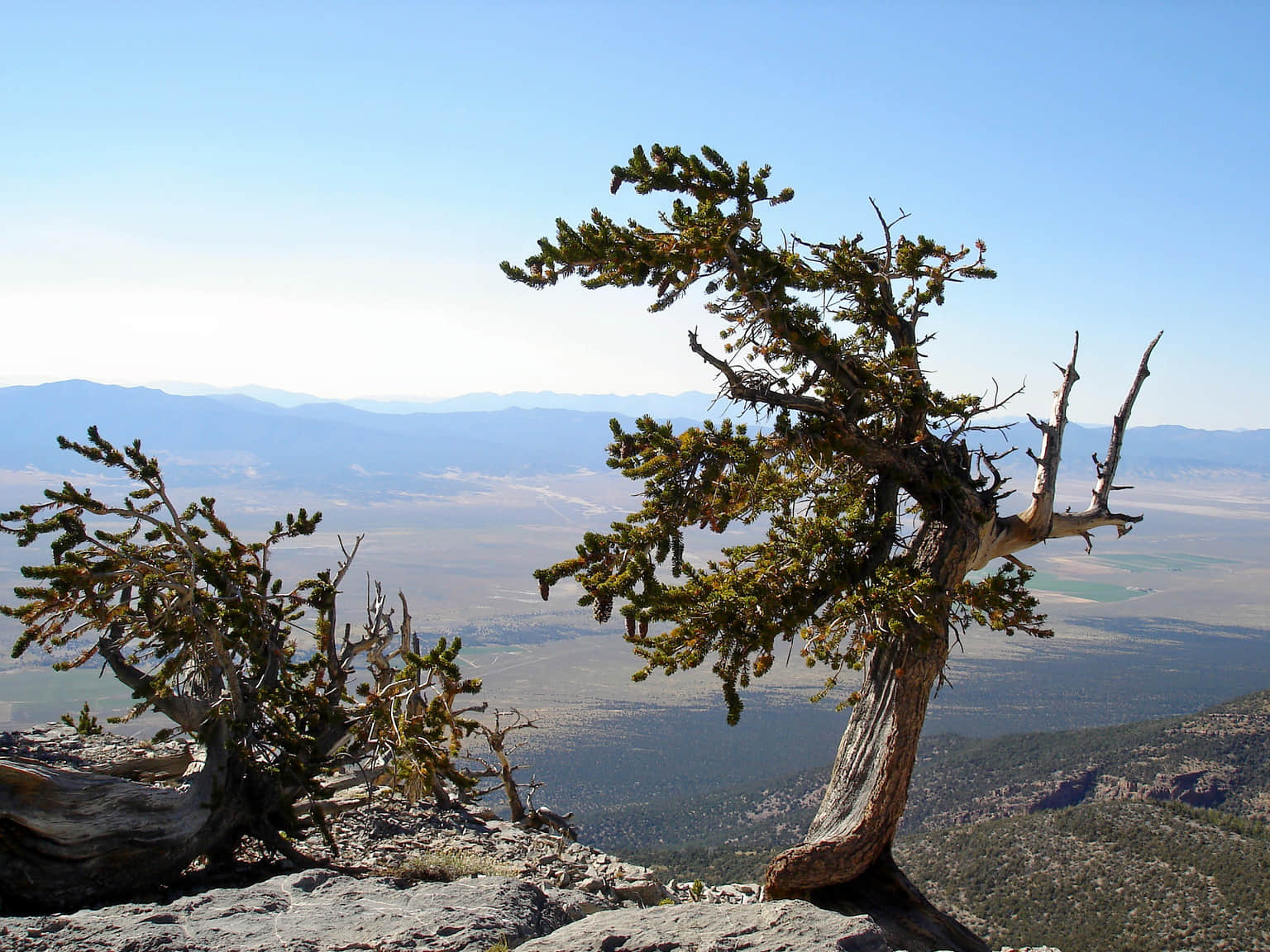Pine Tree Trail