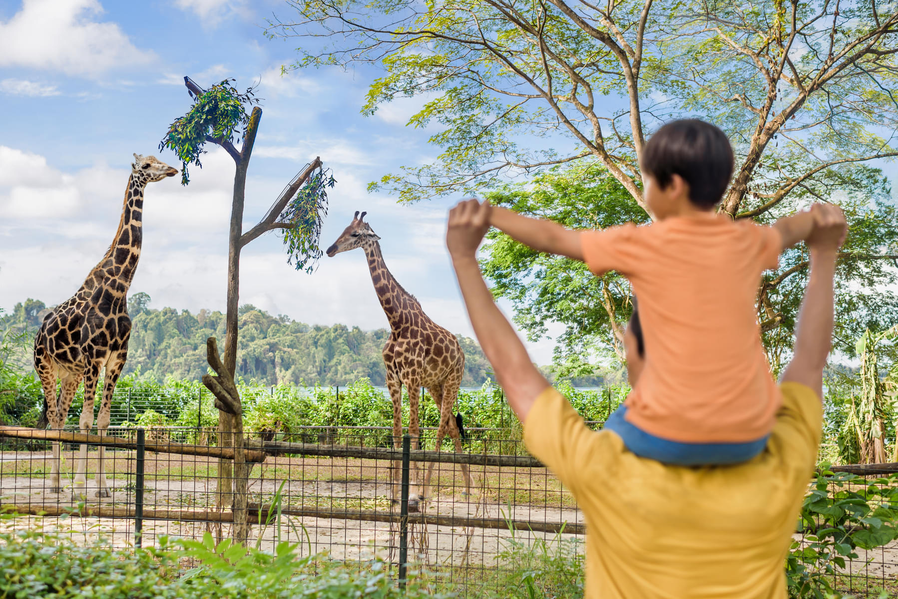 Marvel at the giraffes as you stroll inside the zoo