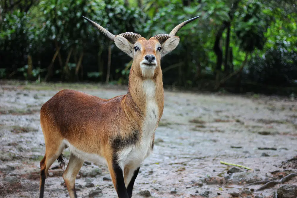 Animal Observation