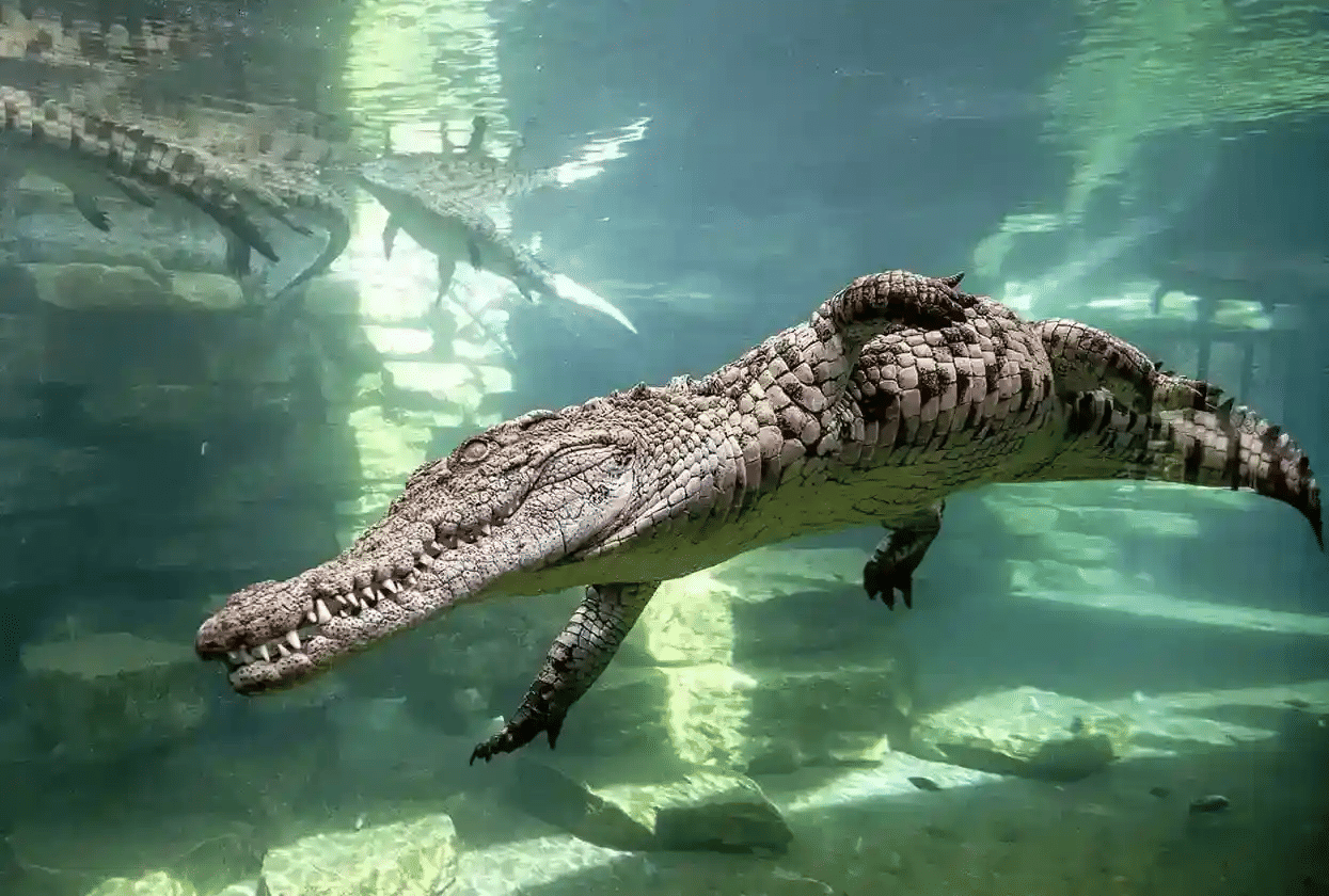 Feel Surrounded by these Reptiles in the ‘Aquarium’