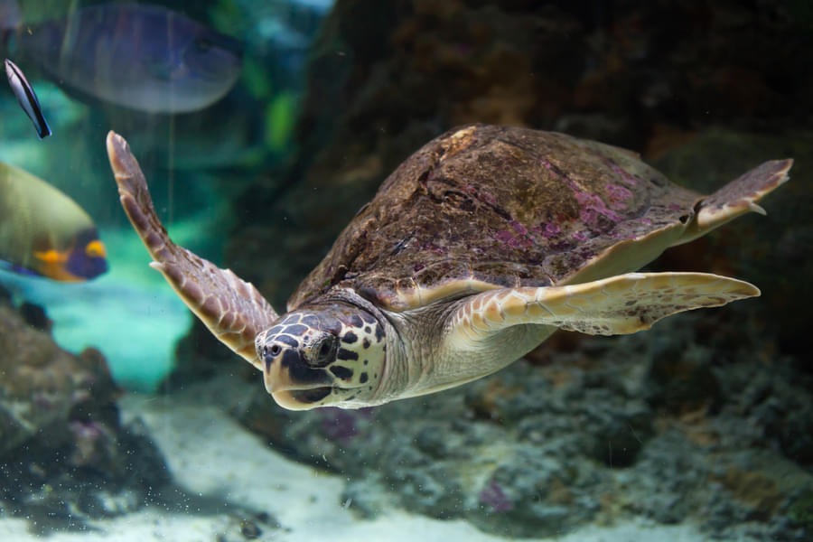 See some of the cutest green sea turtles in the large display tanks